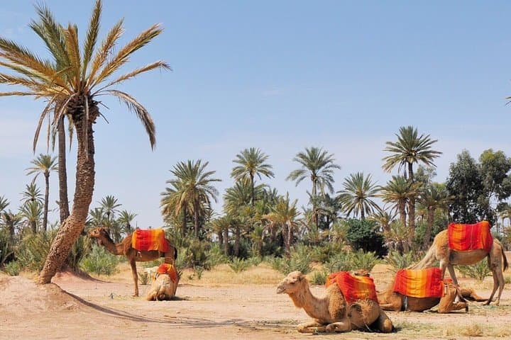 Sunset Camel Ride in Marrakech Palm Grove: 2-Hour Palmeraie Camel Trek photo 4