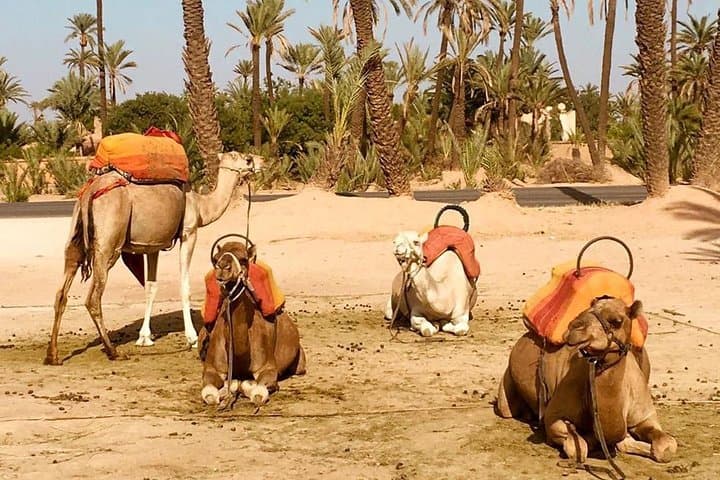 Sunset Camel Ride in Marrakech Palm Grove: 2-Hour Palmeraie Camel Trek photo 6