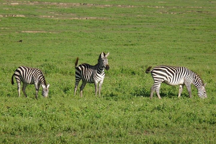 4-Day Tanzania Lodge Safari: Serengeti, Ngorongoro & Lake Manyara Wildlife Circuit