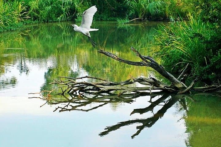 Xixi Wetland Half-Day Tour with Boat Ride — Hangzhou Nature & Culture photo 3