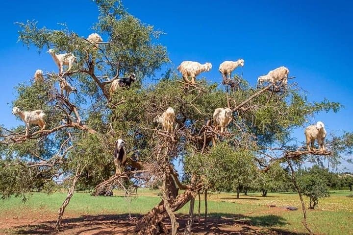 From Marrakech to Essaouira: Private Full-Day Coastal Tour with Lunch photo 2