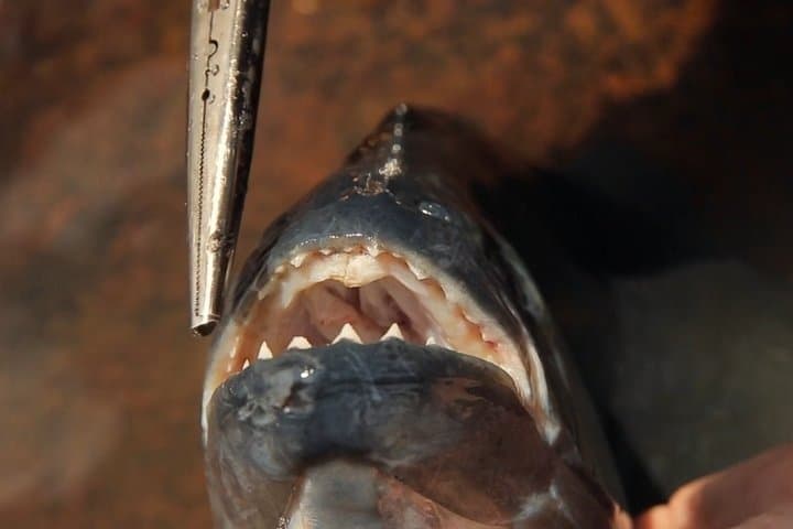 Piranha Fishing on the Amazon: Iquitos River Adventure photo 4