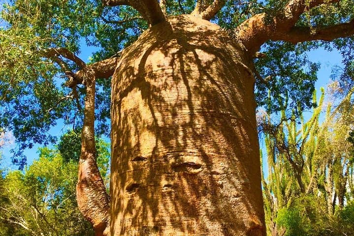 Madagascar 15-Day Expedition: Indri Calls, Tsingy Spires & Isalo Canyons photo 3
