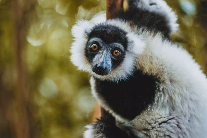 Madagascar 15-Day Expedition: Indri Calls, Tsingy Spires & Isalo Canyons photo 5