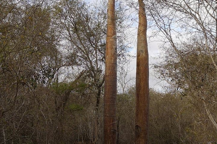 Madagascar 15-Day Expedition: Indri Calls, Tsingy Spires & Isalo Canyons photo 6
