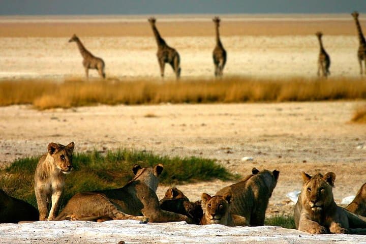 8-Day Etosha, Swakopmund & Sossusvlei: Namibia Camping Safari from Windhoek photo 6