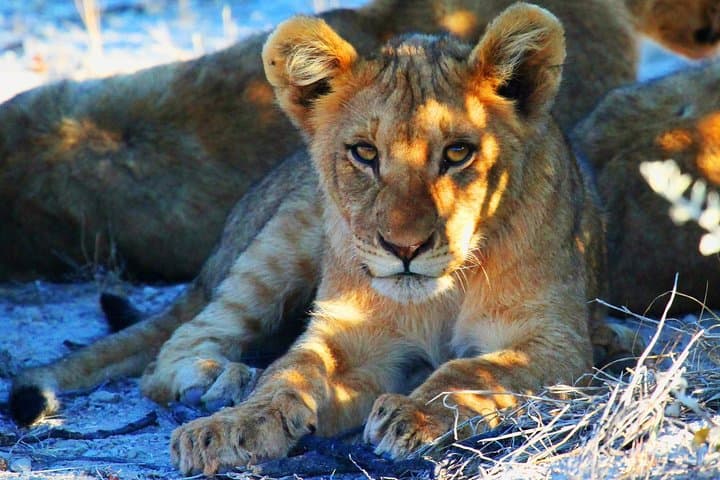 Etosha Express Safari — 3-Day, 2-Night Game Drive & Campsite Experience photo 4