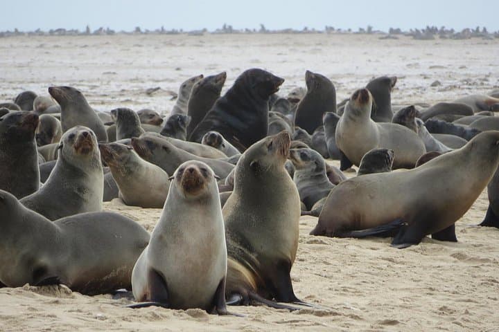 8-Day Etosha, Swakopmund & Sossusvlei: Namibia Camping Safari from Windhoek