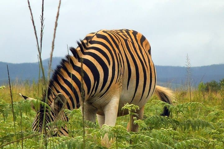 2-Day Cultural Immersion and Game Drive at Hlane Royal National Park photo 1