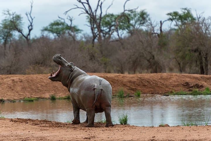 2-Day Cultural Immersion and Game Drive at Hlane Royal National Park photo 2