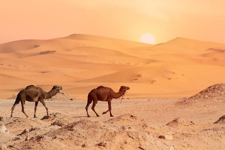4-Day Sahara Desert Tour from Marrakech — Camel Trek to Erg Chebbi & Ait Ben Haddou photo 1