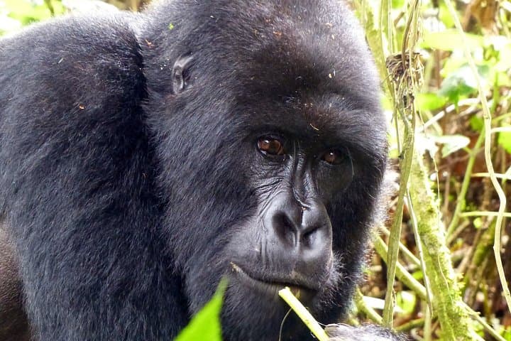 On the Path of Gorillas: 8-Day Loango Safari & Gorilla Trekking, Gabon photo 3