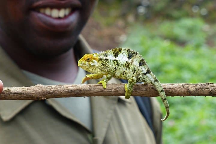 On the Path of Gorillas: 8-Day Loango Safari & Gorilla Trekking, Gabon photo 4