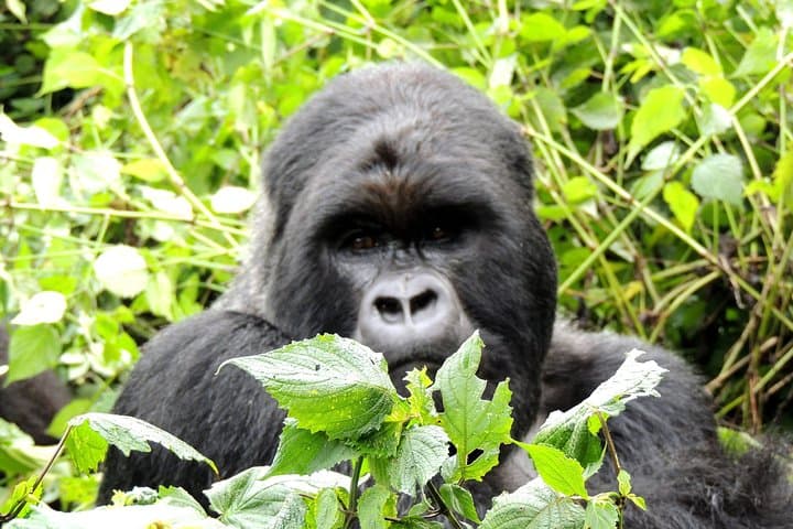 On the Path of Gorillas: 8-Day Loango Safari & Gorilla Trekking, Gabon