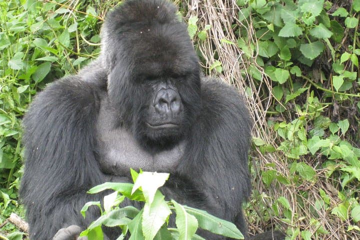 On the Path of Gorillas: 8-Day Loango Safari & Gorilla Trekking, Gabon photo 5