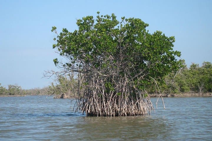Lope National Park Eco Safari: 6-Day Gabon Wildlife & Forest Trek photo 3