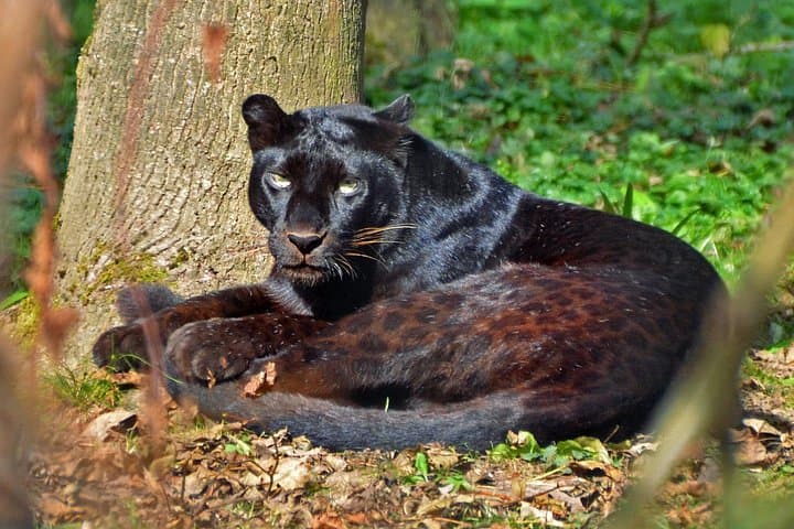 Lope National Park Eco Safari: 6-Day Gabon Wildlife & Forest Trek photo 4