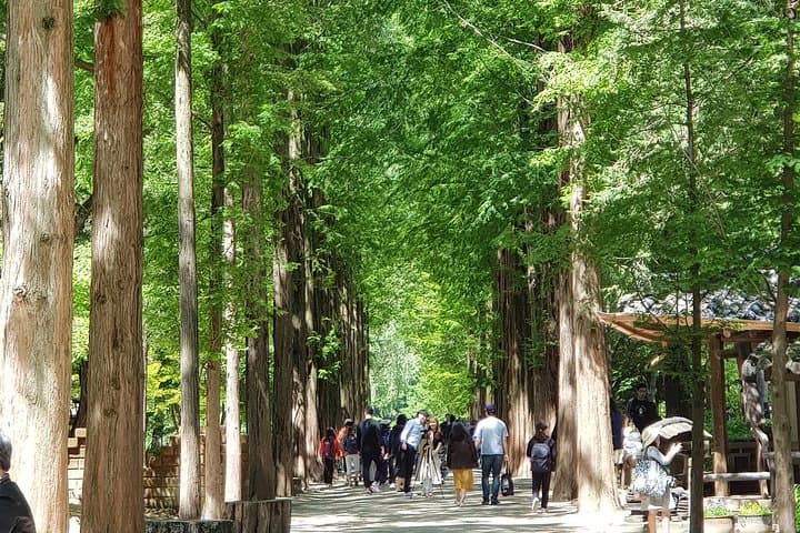 Nami Island & Petite France Day Trip from Seoul: Private Private Tour Guide and Tips