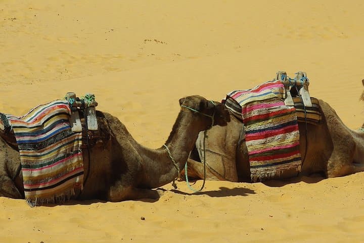 7-Day Camel Caravan in the Great Oriental Erg: Dunes, Camps & Ksar Ghilane photo 2