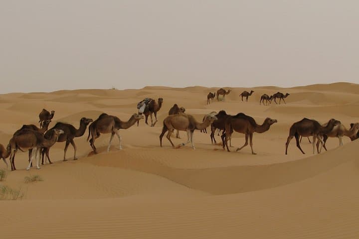7-Day Camel Caravan in the Great Oriental Erg: Dunes, Camps & Ksar Ghilane