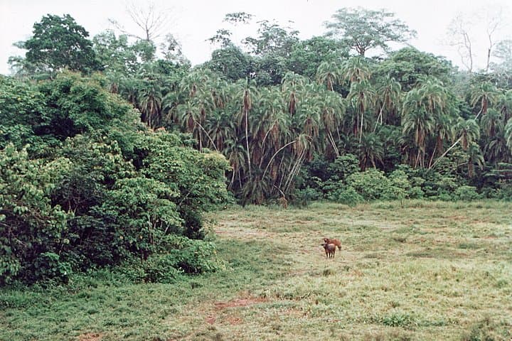 Lobeke National Park Express: 11-Day Cameroon Jungle Safari & Gorilla Trekking photo 2
