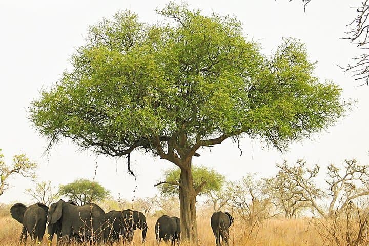 Lobeke National Park Express: 11-Day Cameroon Jungle Safari & Gorilla Trekking photo 3