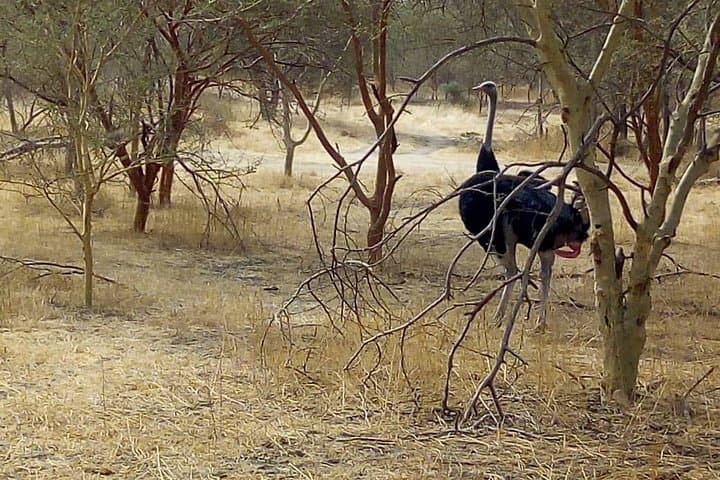 14-Day Senegal Safari: Wildlife, Desert & Coastal Culture photo 2