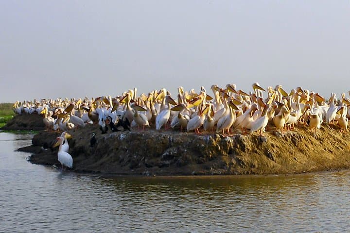 14-Day Senegal Safari: Wildlife, Desert & Coastal Culture