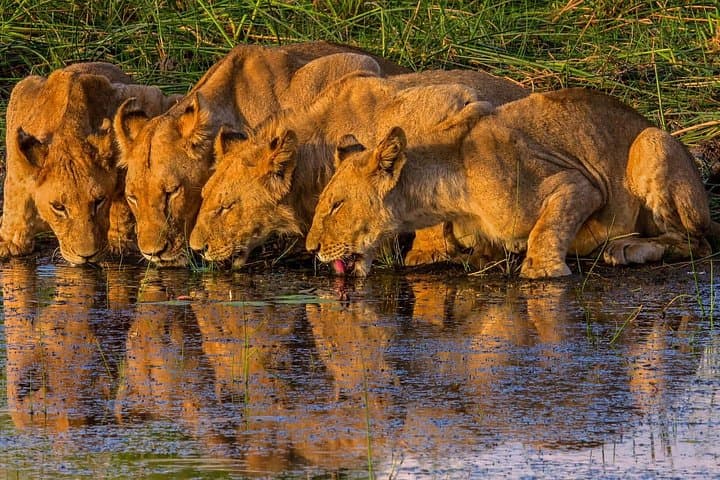 Victoria Falls Adventure: 6-Day Zambezi Rafting, Helicopter & Chobe Safari photo 1