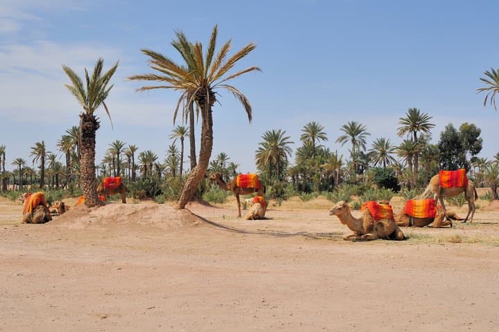 Comfort Fez Discovery: 5-Day Imperial Cities Tour from Fez to Marrakech photo 5