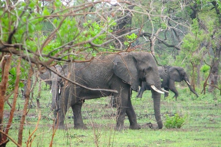 Luangwa and Lake Malawi: 6-Day Wildlife and Island Adventure