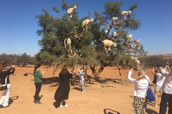 Three-Day Sahara Adventure: Marrakech to Fes via Merzouga Dunes photo 3