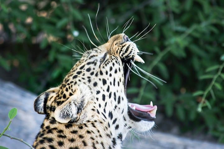 Maputo Special Reserve Safari: 3-Day Elephant & Coastal Wilderness Camp