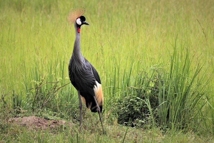 10-Day Uganda Gorilla, Chimpanzee & Murchison Falls Safari photo 4