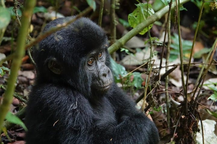 10-Day Uganda Gorilla, Chimpanzee & Murchison Falls Safari photo 6