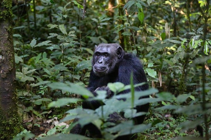 Murchison Falls Safari and Budongo Chimp Trek — 5-Day Wildlife Adventure photo 2