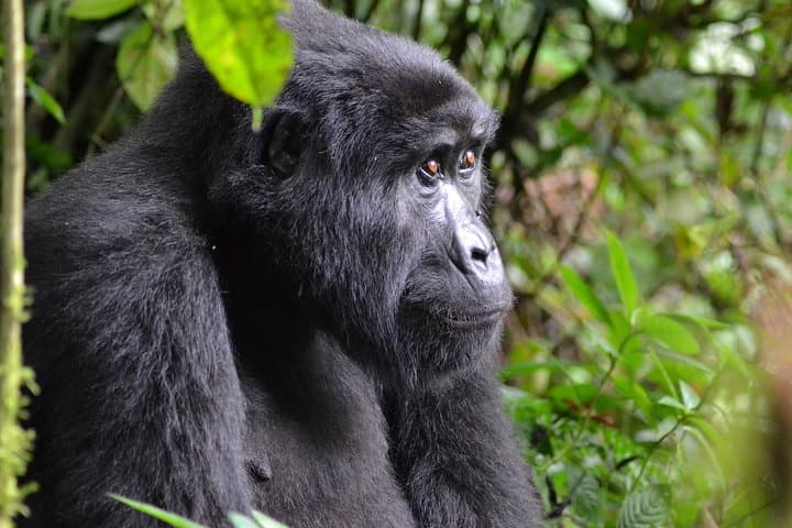 Murchison Falls Safari and Budongo Chimp Trek — 5-Day Wildlife Adventure photo 3