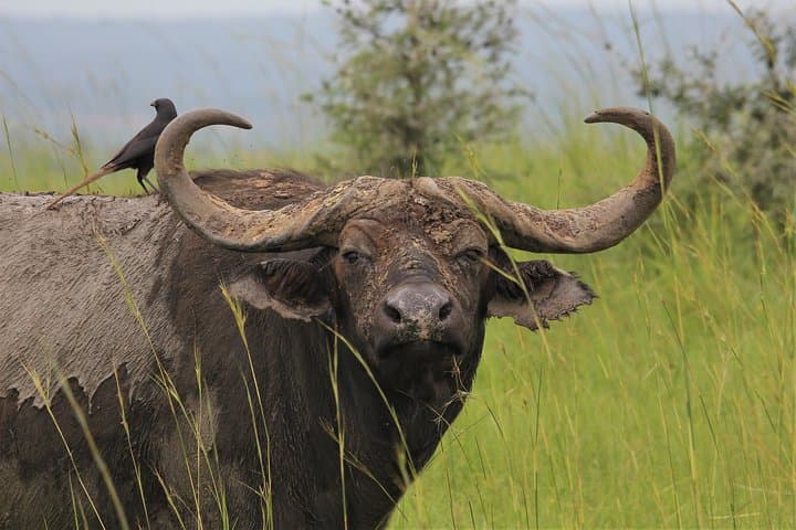 10-Day Uganda Gorilla, Chimpanzee & Murchison Falls Safari photo 2