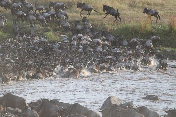 5-Day Kenya Safari: Masai Mara, Lake Nakuru & Amboseli Wildlife Adventure photo 1