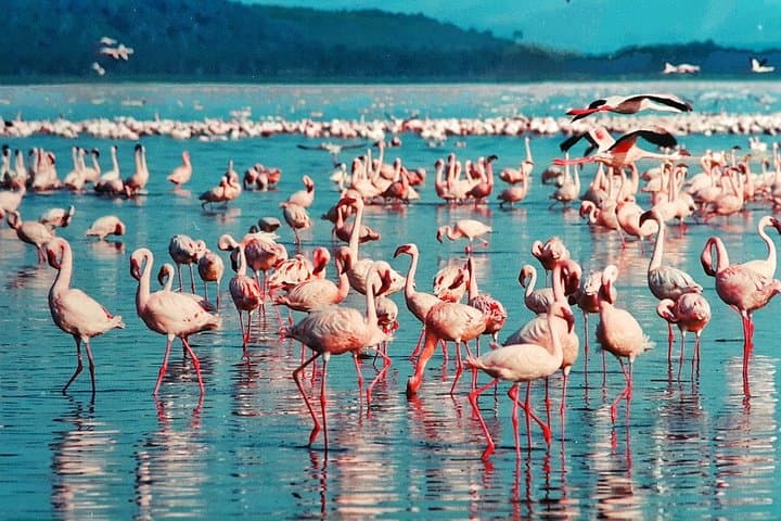 5-Day Kenya Safari: Masai Mara, Lake Nakuru & Amboseli Wildlife Adventure photo 2