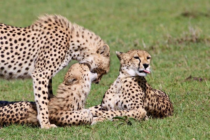 4-Day Serengeti, Ngorongoro & Lake Manyara Safari from Arusha photo 3
