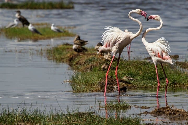 4-Day Serengeti, Ngorongoro & Lake Manyara Safari from Arusha photo 4