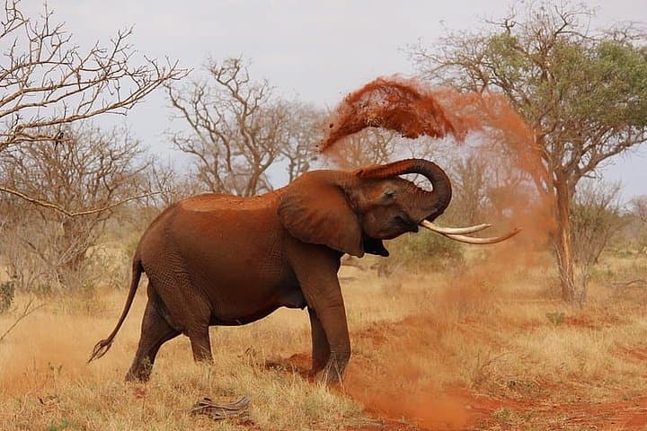 Budget Malindi Adventure: 5-Day Coastal Relaxation + Tsavo Game Drive