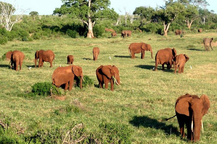 Budget Malindi Adventure: 5-Day Coastal Relaxation + Tsavo Game Drive photo 6