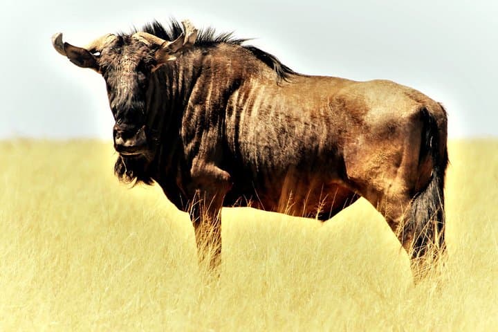 2-Day Tanzania Safari: Tarangire, Lake Manyara & Ngorongoro Crater (Comfort Plus) photo 2
