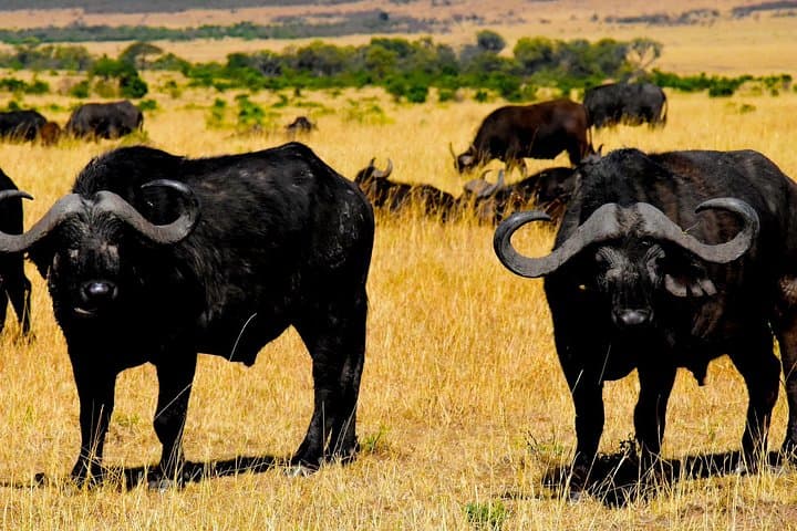 2-Day Tanzania Safari: Tarangire, Lake Manyara & Ngorongoro Crater (Comfort Plus) photo 3