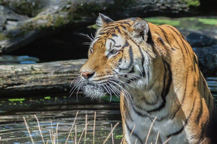 2-Day Tanzania Safari: Tarangire, Lake Manyara & Ngorongoro Crater (Comfort Plus)
