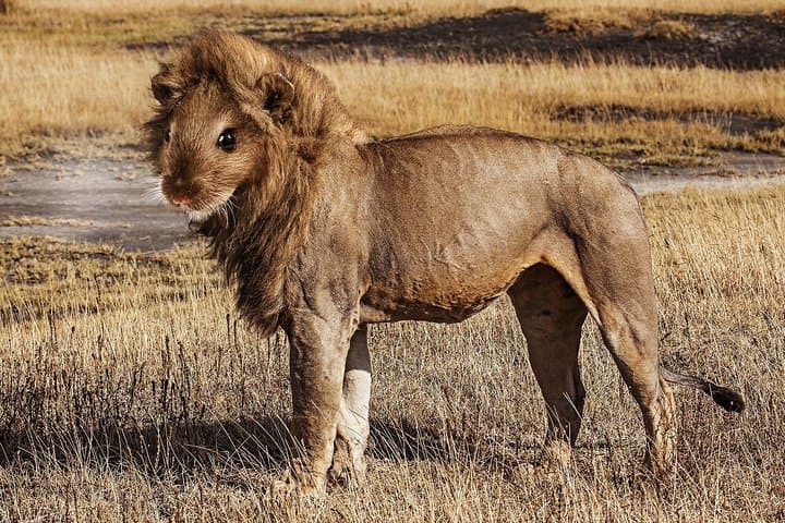 2-Day Tanzania Safari: Tarangire, Lake Manyara & Ngorongoro Crater (Comfort Plus) photo 5