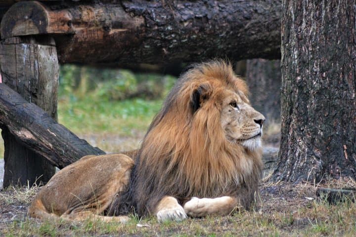 2-Day Tanzania Safari: Tarangire, Lake Manyara & Ngorongoro Crater (Comfort Plus) photo 6