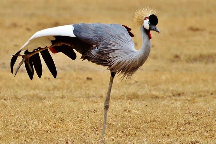 Comfort Safari: 3-Day Ngorongoro, Tarangire & Lake Manyara Adventure photo 1